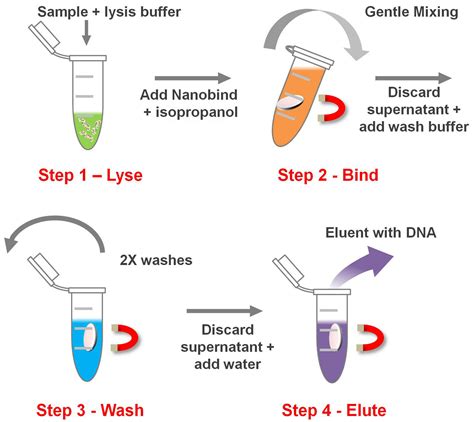 DNA Extraction .